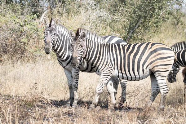 Parc National Kruger Afrique Sud Zèbres Des Plaines — Photo