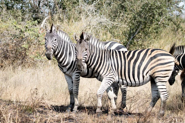 Kruger Nationalpark Südafrika Zebras Flachland — Stockfoto