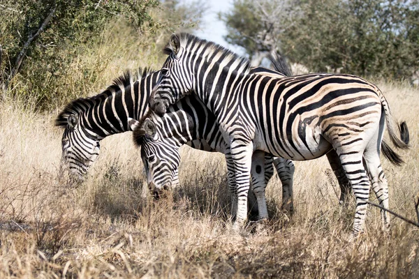 Kruger Ulusal Parkı Güney Afrika Plains Zebra — Stok fotoğraf