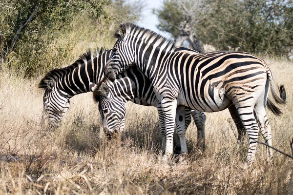 Park Narodowy Kruger Republika Południowej Afryki Równina Zebra — Zdjęcie stockowe