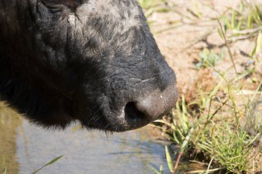 Addo Fil Ulusal Parkı, Güney Afrika: Cape Bulbul