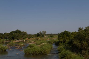 Addo Fil Ulusal Parkı, Güney Afrika: Cape Bulbul