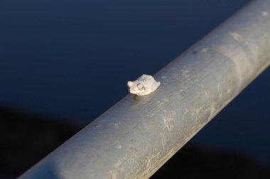 Addo Fil Ulusal Parkı, Güney Afrika: Cape Bulbul