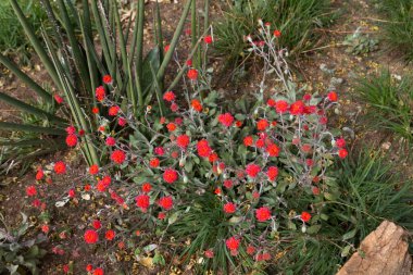Addo Fil Ulusal Parkı, Güney Afrika: Cape Bulbul