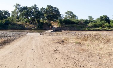 Addo Fil Ulusal Parkı, Güney Afrika: Cape Bulbul