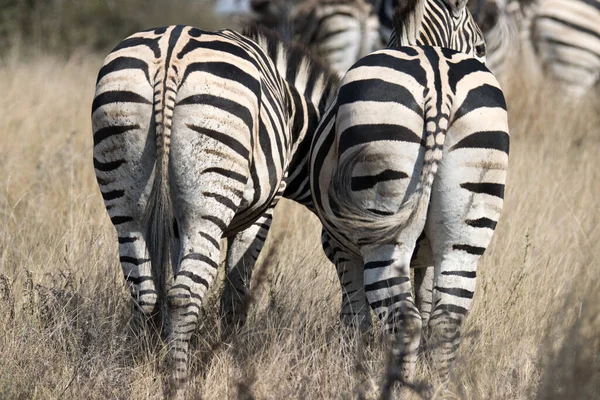 Parco Nazionale Kruger Sud Africa Zebra Delle Pianure — Foto Stock