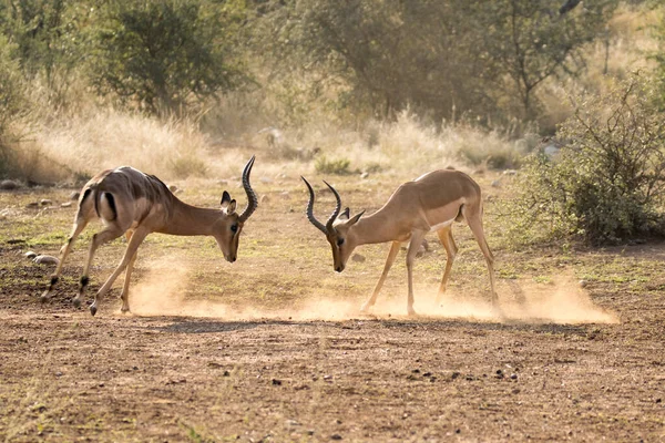 Kruger National Park Zuid Afrika Impala Antilope — Stockfoto