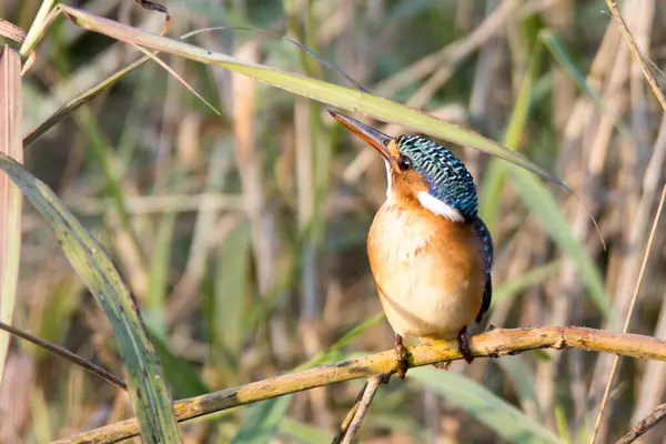 Национальный Парк Крюгер Южная Африка Птицы Области Malachite Kingfisher — стоковое фото