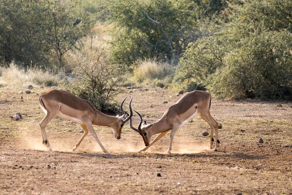 Kruger National Park Zuid Afrika Impala Antilope — Stockfoto