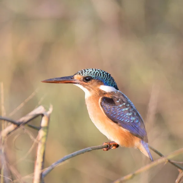 Национальный Парк Крюгер Южная Африка Птицы Области Malachite Kingfisher — стоковое фото