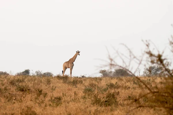 Национальный Парк Крюгер Южная Африка Жираф Самое Высокое Наземное Млекопитающее — стоковое фото