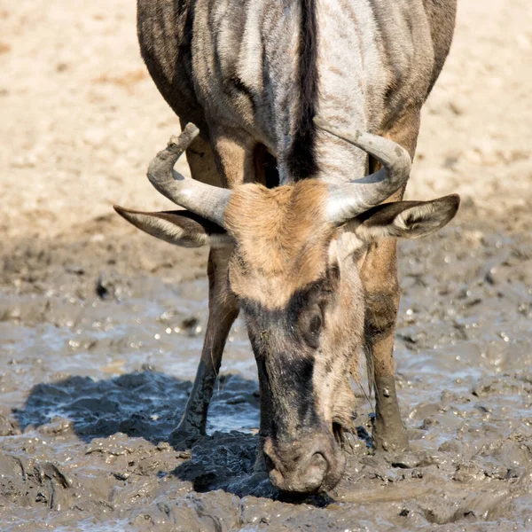 Kruger National Park Sud Africa Ildebeest Gnu Una Specie Preda — Foto Stock