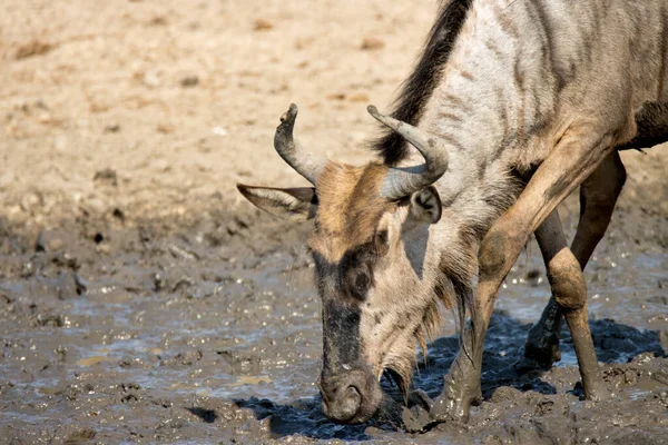 Kruger National Park Sud Africa Ildebeest Gnu Una Specie Preda — Foto Stock