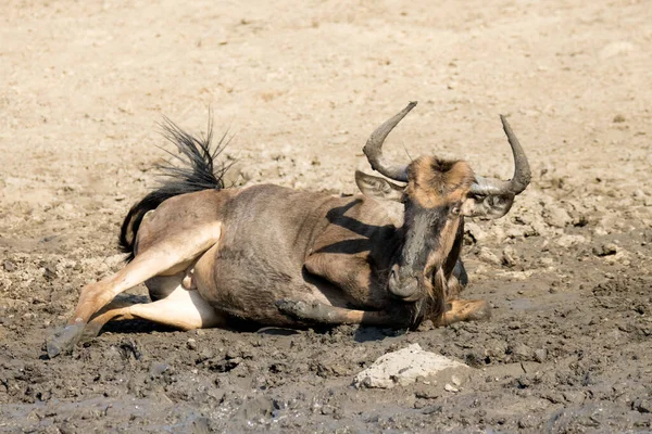 Parco Nazionale Kruger Sud Africa Wildebeest Gnu — Foto Stock