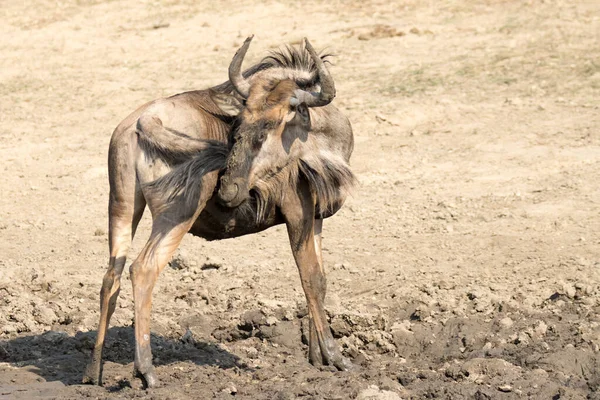 Parco Nazionale Kruger Sud Africa Wildebeest Gnu — Foto Stock