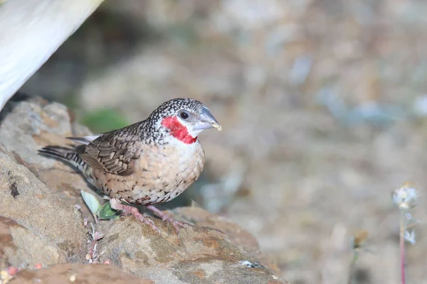 코끼리 남아프리카 공화국 Cape Bulbubul — 스톡 사진