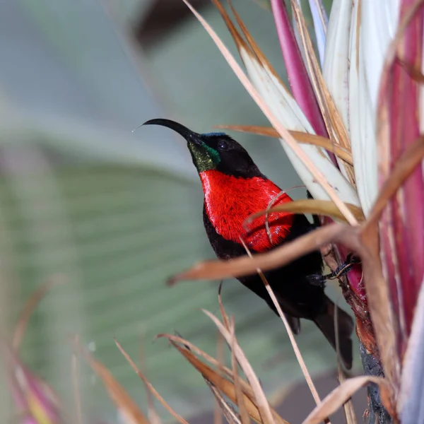 Addo Elephant National Park Afrique Sud Cape Bulbul — Photo