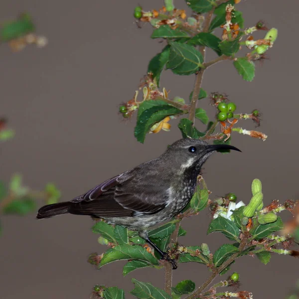 Addo Elephant National Park Sudáfrica Cape Bulbul — Foto de Stock