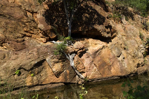 Национальный Парк Addo Elephant Южная Африка Cape Bulbul — стоковое фото