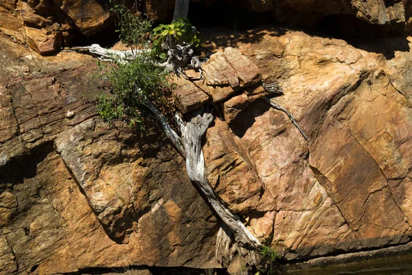 南アフリカ共和国象の国立公園の追加 ブルブル岬 — ストック写真