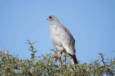 Addo Fil Ulusal Parkı, Güney Afrika: Cape Bulbul