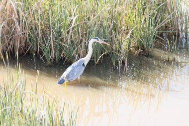 Addo Fil Ulusal Parkı, Güney Afrika: Cape Bulbul