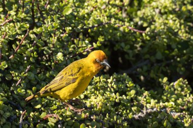 Addo Fil Ulusal Parkı, Güney Afrika: Cape Bulbul
