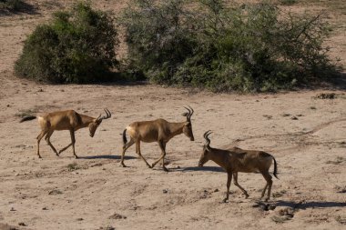 Addo Fil Ulusal Parkı, Güney Afrika: Cape Bulbul