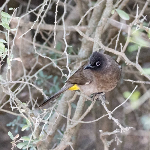 Addo Elephant National Park África Sul Cape Bulbul — Fotografia de Stock