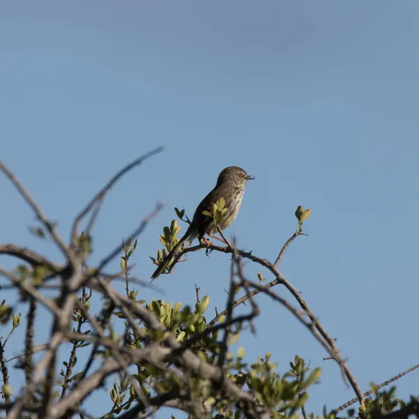 Addo Elephant National Park Afrika Selatan Cape Bulbul — Stok Foto