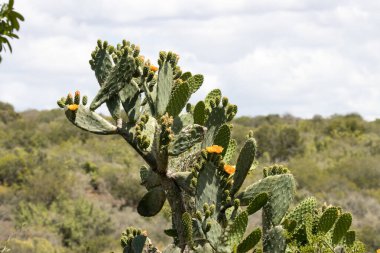 Addo Fil Ulusal Parkı, Güney Afrika: Cape Bulbul