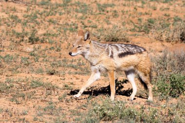 Addo Fil Ulusal Parkı, Güney Afrika: Blac destekli Çakal
