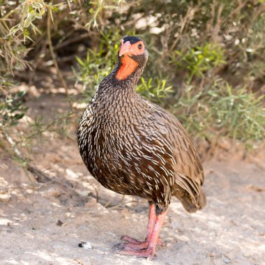 Addo Fil Ulusal Parkı, Güney Afrika: kırmızı boyunlu kümes hayvanı