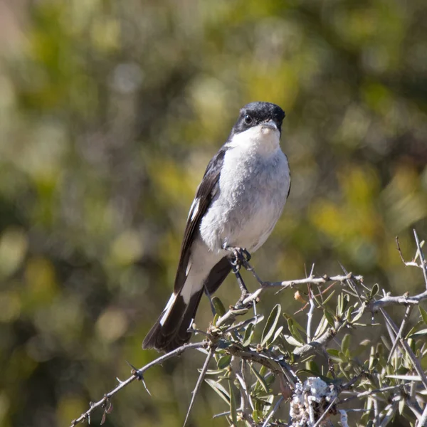 Addo Elephant National Park South Africa Fiscal Flycatcher — 스톡 사진