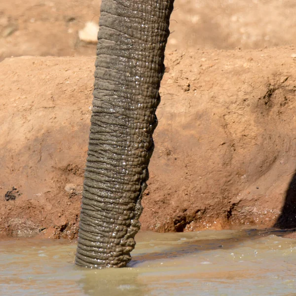 Parque Nacional Del Elefante Addo Sudáfrica — Foto de Stock