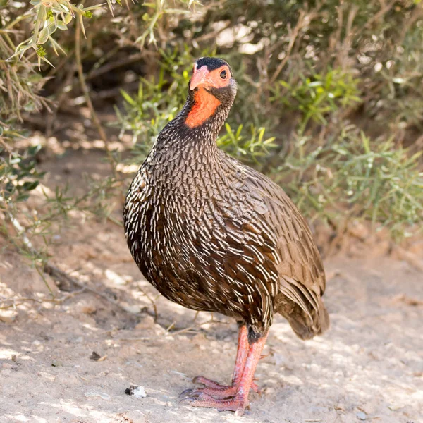 Addo Elephant National Park South Africa Red Neck Ked Spurfowl — 图库照片