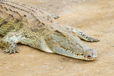 Kruger Ulusal Parkı 'ndaki timsah kafasının yakınına.