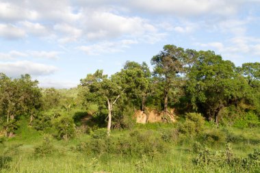 Kruger Ulusal Parkı 'nda ilginç ağaç kökleri var.