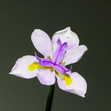 George Botanik Bahçelerinde Vahşi İris