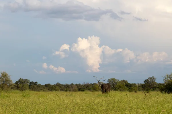 Krüger Nationalpark Landschaft Mit Sommerlicher Vegetation — Stockfoto