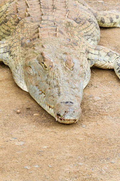 Close Crocodile Head Kruger National Park — Stock Photo, Image