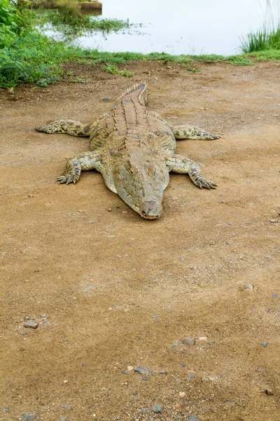 Национальный Парк Крюгер Крокодил Плотине Сансет Нижняя Саби — стоковое фото