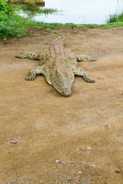 Kruger National Park Crocodile Sunset Dam Lower Sabie — Stock Photo, Image