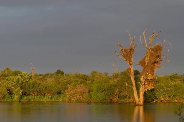 Manhã Quente Luz Dourada Sunset Dam Kruger National Park — Fotografia de Stock