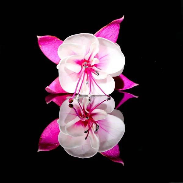Φούξια Λουλούδι Δείχνει Ehtereal Ομορφιά Του — Φωτογραφία Αρχείου