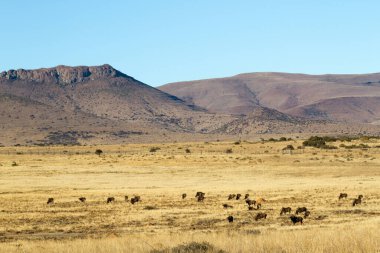 Zebra Dağı Ulusal Parkı, Güney Afrika: topoğrafya ve veld tipi hakkında fikir veren manzaranın genel görünümü