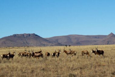 Zebra Dağı Ulusal Parkı, Güney Afrika: Rooiplaat 'taki Blesbok sürüsü