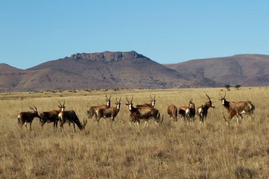 Zebra Dağı Ulusal Parkı, Güney Afrika: Rooiplaat 'taki Blesbok sürüsü