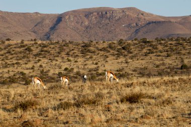 Zebra Dağı Ulusal Parkı, Güney Afrika: Antodorcas Marsupialis, yüksek bir yaylada otlayan yosun.