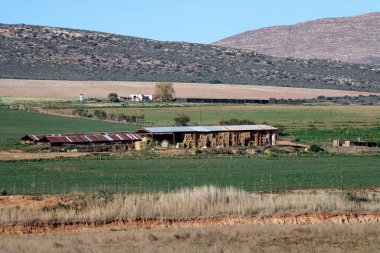 Güney Afrika 'daki Küçük Karoo' da kışın beslendiği ambar.